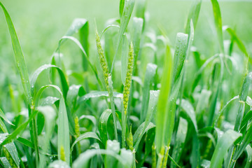 green wheat in spring with raindrops