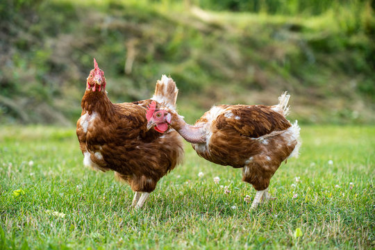 freilaufende H&uuml;hner auf der gr&uuml;nen Wiese