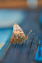 A beautiful butterfly in profile, on a decrepit wooden bar