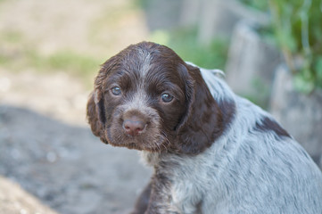 Little puppy of a Russian hunting spaniel sits on the ground