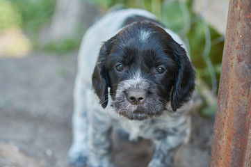 A little puppy of a Russian hunting spaniel stands on the ground
