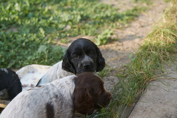 Little spaniel puppies are sitting on the grass