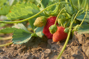 A bush of ripe strawberries in the ground. Farmer's Fresh Berry Harvest