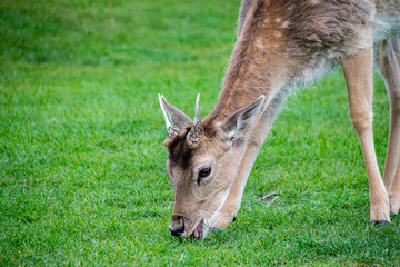 Velvet covering as new antlers grow on young fallow deer