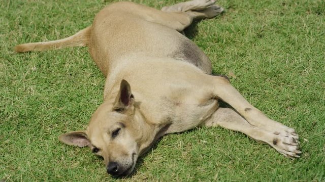 dog sleeping - schlafender hund
