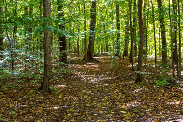 Obraz premium path in the forest