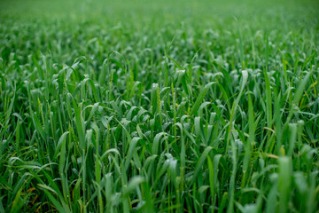 Obraz premium green wheat in spring with raindrops