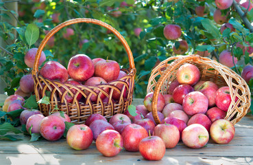 Baskets with red, ripe apples in an orchard.