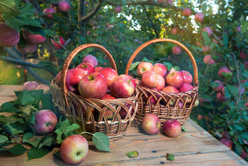 Baskets with red, ripe apples in an orchard.