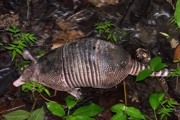 Nine-banded armadillo (Dasypus novemcinctus), or long-nosed armadillo on a Costa Rica rainforest. Puerto Viejo de Sarapiqui.