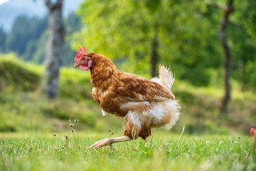 freilaufendes Huhn auf der grünen Wiese