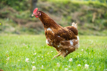 freilaufendes Huhn auf der grünen Wiese