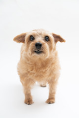 Norfolk Terrier dog isolated on white background