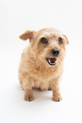 Norfolk Terrier dog isolated on white background