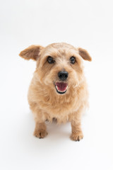 Norfolk Terrier dog isolated on white background