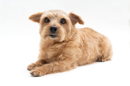 Norfolk Terrier Dog Isolated On White Background Stock Photo Adobe Stock Norfolk Terrier Dog Isolated On White Background Stock Photo Adobe Stock