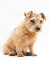 Norfolk Terrier dog isolated on white background