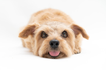 舌を出すノーフォークテリア 犬