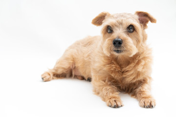 ノーフォークテリア 犬