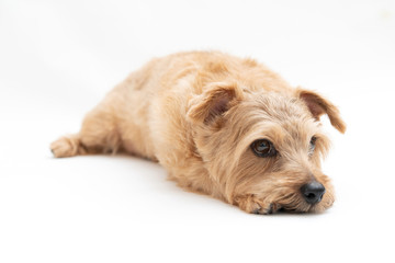 ノーフォークテリア 犬