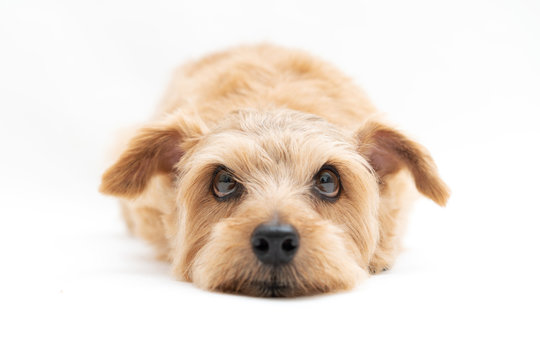 Norfolk Terrier Images Browse 1 475 Stock Photos Vectors And Video Adobe Stock Norfolk Terrier Images Browse 1 475 Stock Photos Vectors And Video Adobe Stock
