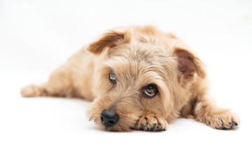 上を見るノーフォークテリア 犬