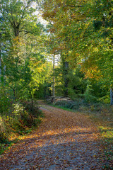 Fototapeta premium Waldweg in Herbstwald