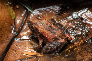Naklejka premium Macro photography of a Craugastor stejnegerianus or Stejneger's Rain Frog over a brown dead leave on a Costa Rica rainforest. Costa Rica frogs.