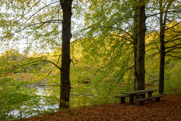 Fototapeta premium Holzbank und Holztisch im Herbstwald mit braunem Laub