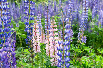 Bunch of lupines summer flower background