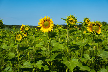 Sunflowers in the field at various stages of opening from full blossom to emerging