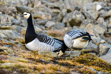 Bernache nonnette, Branta leucopsis, Barnacle Goose, Norvège, Spitzberg, Svalbard