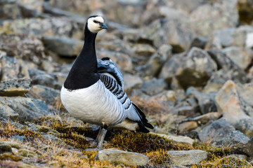 Bernache nonnette, Branta leucopsis, Barnacle Goose, Norvège, Spitzberg, Svalbard