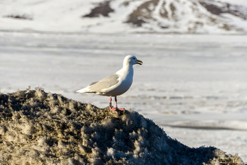 Goéland bourgmestre,.Larus hyperboreus, Glaucous Gull