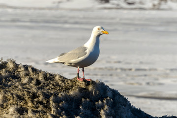 Goéland bourgmestre,.Larus hyperboreus, Glaucous Gull