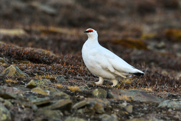 Lagopède alpin, male, .Lagopus muta, Rock Ptarmigan