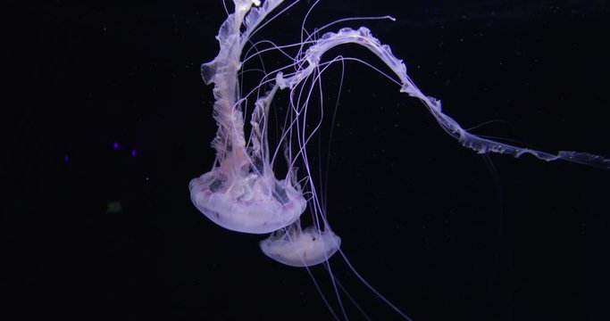 A group of glowing jellyfish floating in an aquarium pool. Dangerous jellyfish swimming underwater, with dark background. 4k