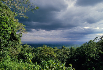 Foret primaire de Nyungwe, Parc national Nyungwe, Rwanda