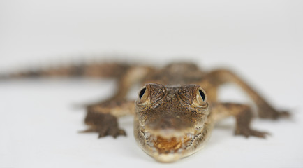 Eyes of small crocodile