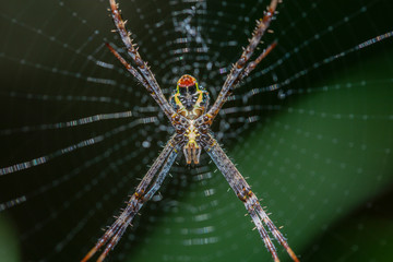 Spider in web on tropical island Bali, Indonesia. Close up