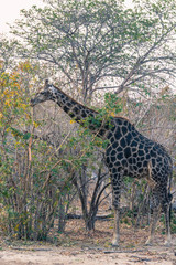 Botswana. Chobe National Park. Giraffe (Giraffa camelopardalis angolensis) nibbling on branches.
