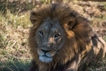 Africa, Botswana, Moremi Game Reserve. Close-up of male lion. Credit as: Jones & Shimlock / Jaynes Gallery / DanitaDelimont.com