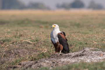 Fish eagle (Haliaeetus vocifer), perched on the banks along the Chobe River, Botswana, Africa.