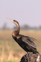 African Darter, (Anhinga rufa) perched on dead snag by Chobe River, Botswana, Africa.