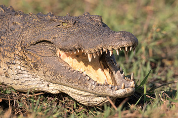 Nile (African) crocodile, (Crocodylus niloticus), with mouth open to cool itself. Botswana, Africa.