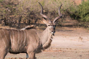 Greater Kudu (Tragelaphus strepsiceros), standing in savanna with flies on its face and body, Chobe National Park, Botswana, Africa.