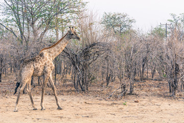 Botswana. Chobe National Park. Young giraffe (Giraffa camelopardalis angolensis) walking through the bush.