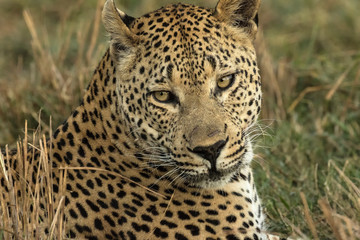 Africa, Botswana, Savute Game Reserve. Portrait of resting adult leopard. Credit as: Jim Zuckerman / Jaynes Gallery / DanitaDelimont.com