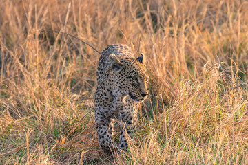 Botswana. Okavango Delta. Khwai Concession. Female leopard (Panthera pardus) in the tall grass.