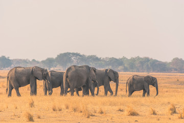 Botswana. Chobe National Park. Elephant herd (Loxodonta africana) walking on a dry plain near the Chobe river.
